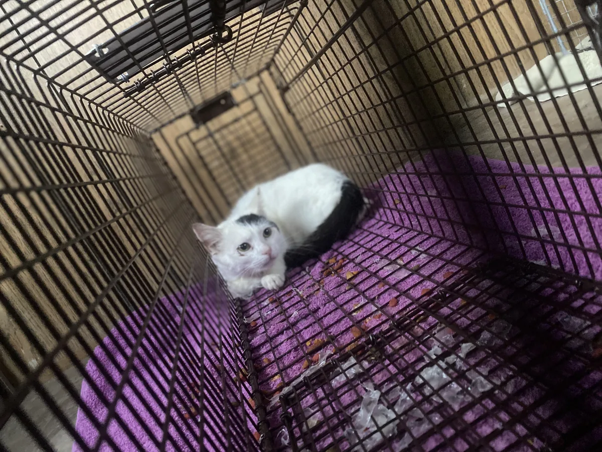 White kitten with a black patch on its head resting on a purple blanket inside a wire crate