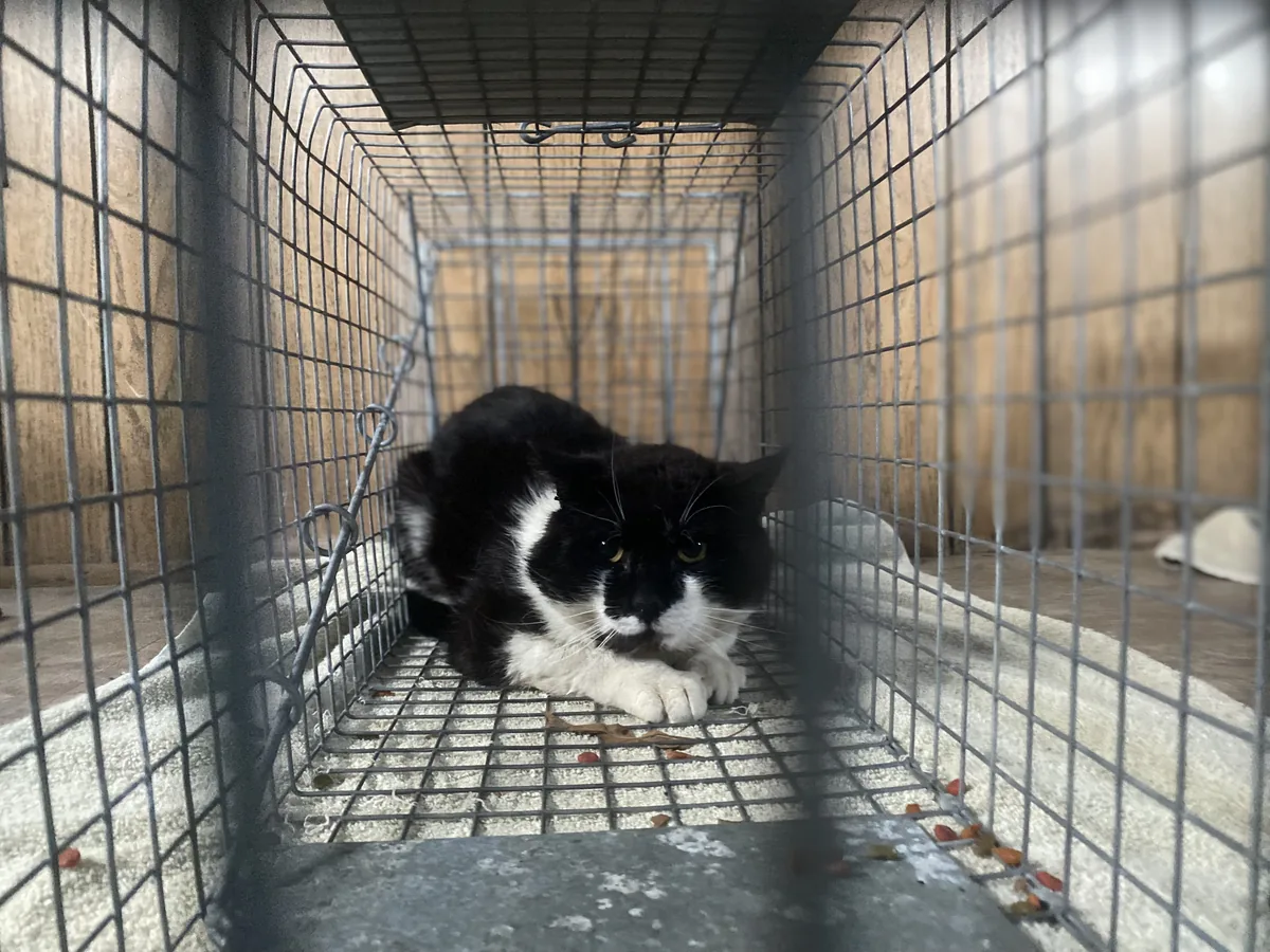 Black-and-white tuxedo cat inside a humane trap, looking toward the camera