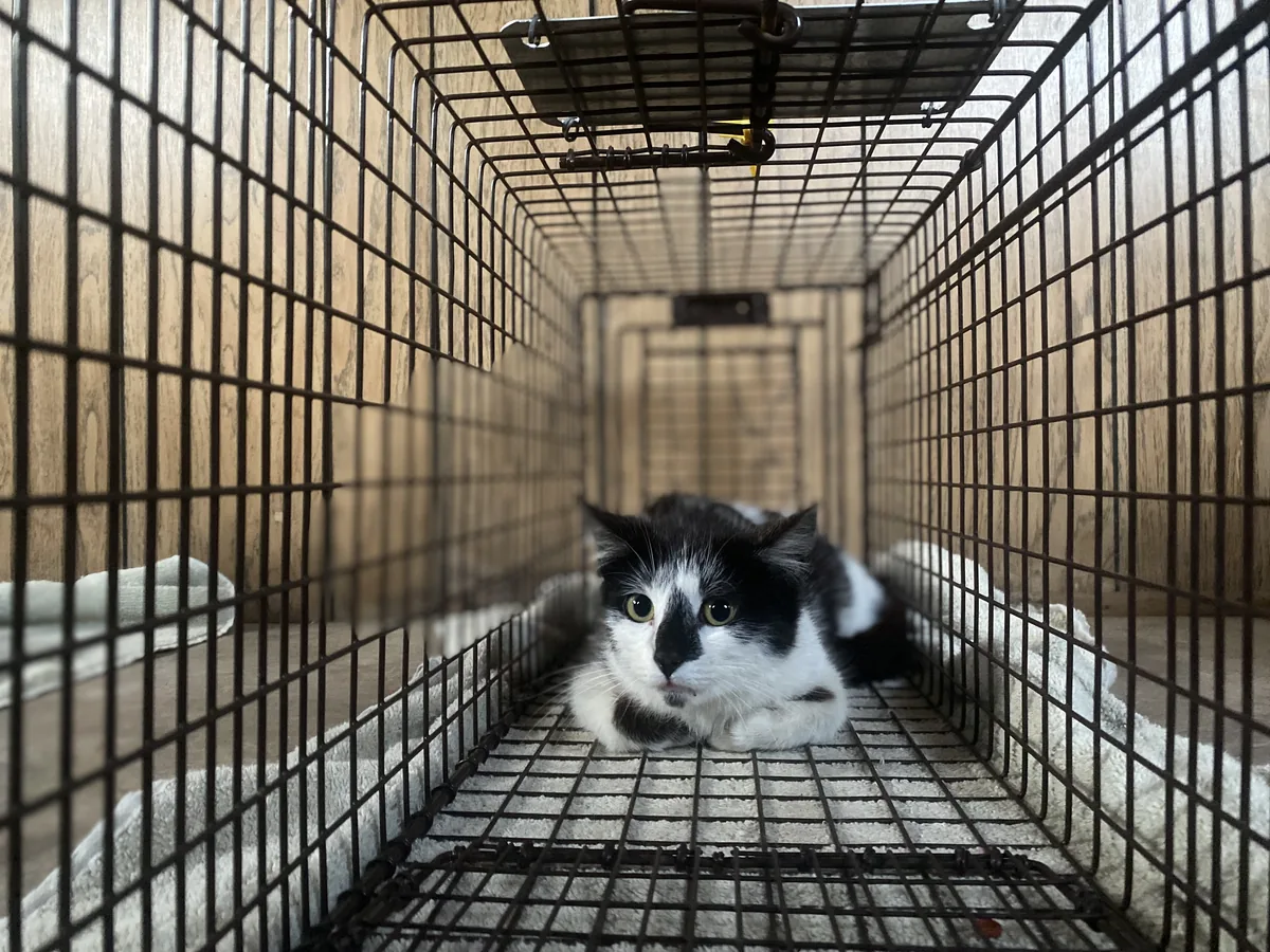 Long-haired black-and-white cat lying calmly at the back of a wire crate