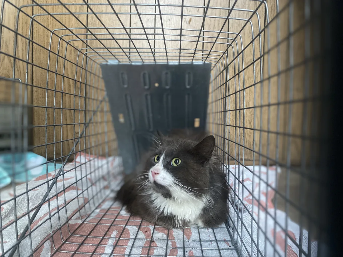 Long-haired gray and white cat sitting alert in a wire crate on a patterned blanket