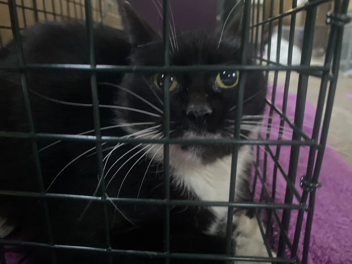 Close-up of a black cat with a white chest resting behind the bars of a crate