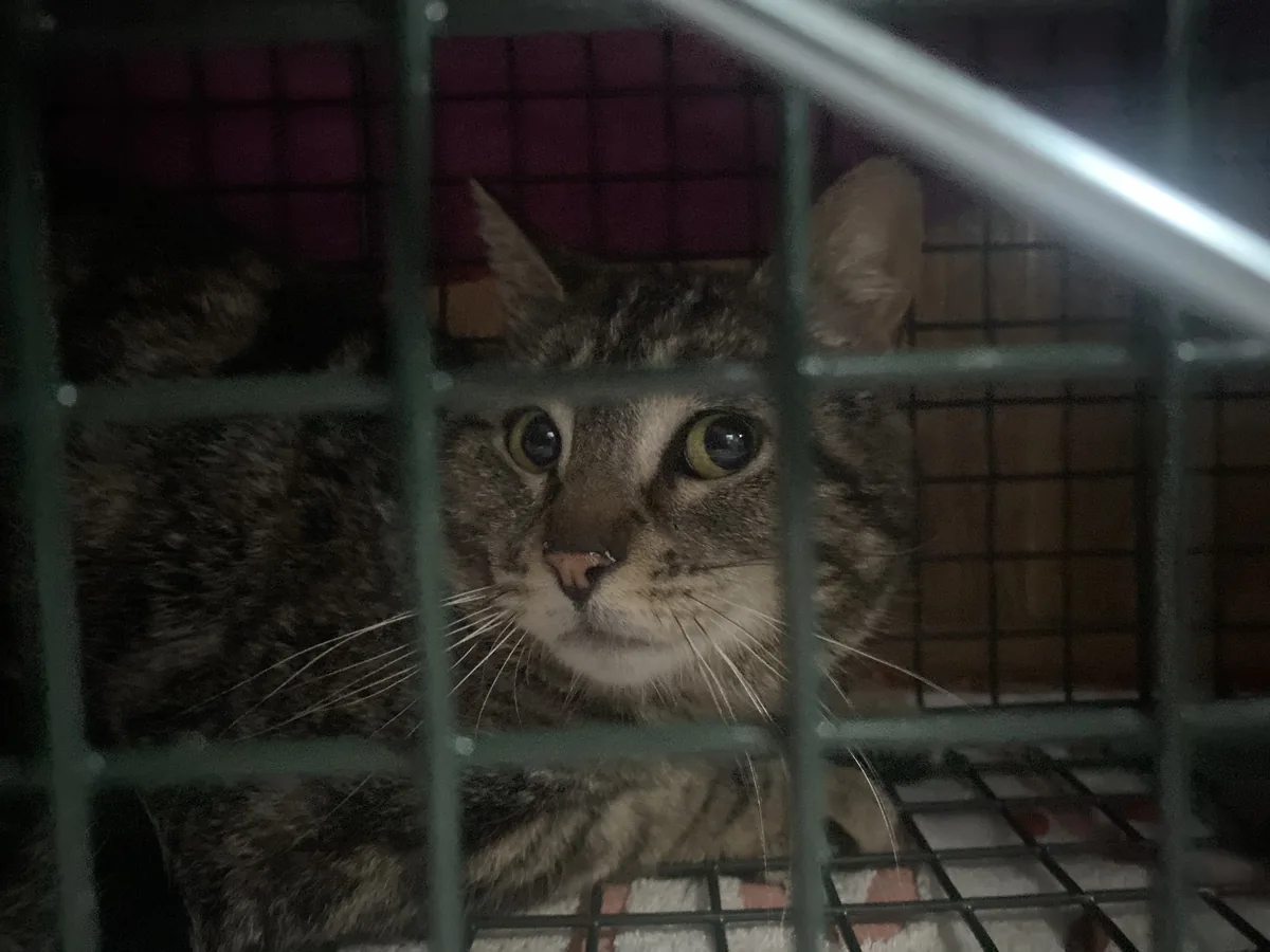 Brown tabby cat looking out through the bars of a humane trap