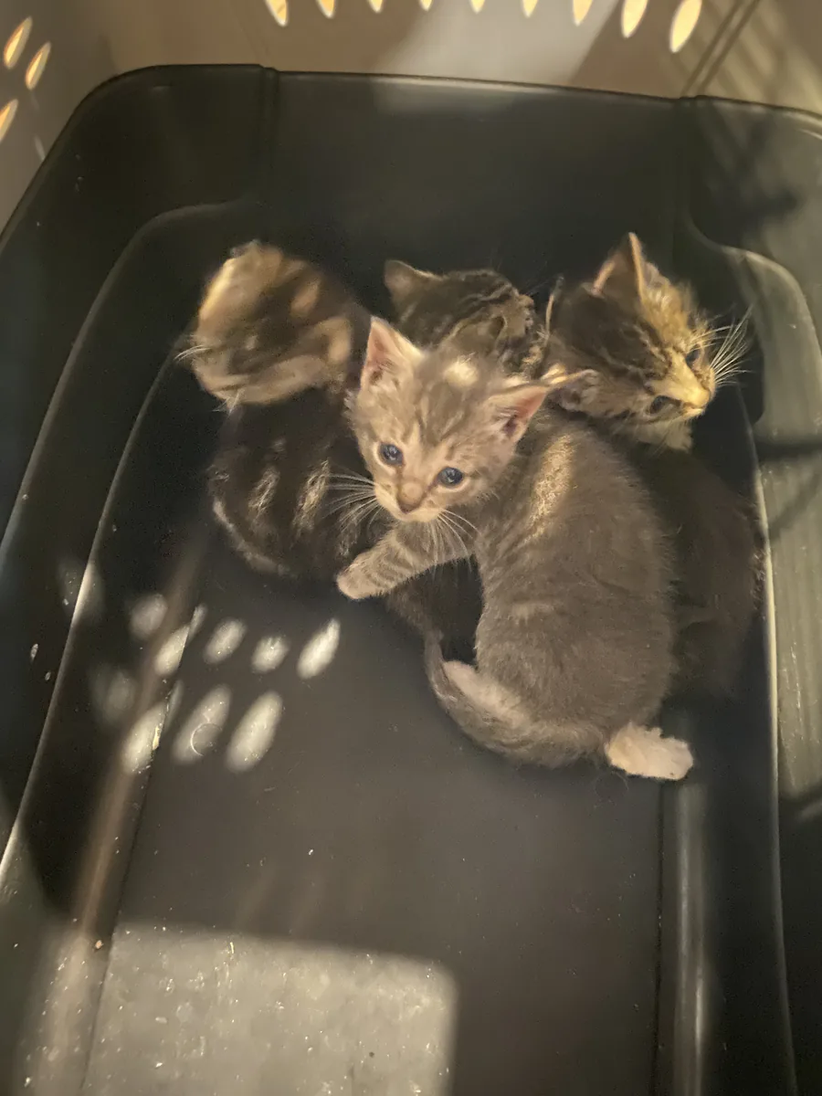 Three young tabby kittens huddled together in a carrier