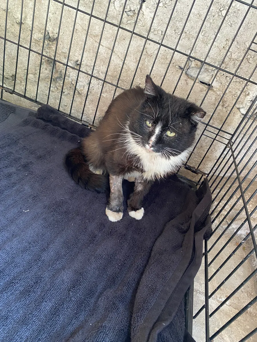 Long-haired black cat with a white chest and white paws sitting on a towel in a crate