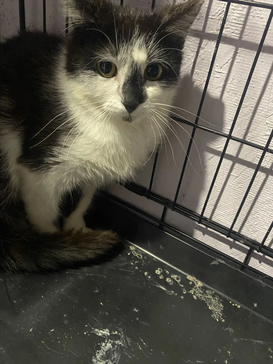 Fluffy black-and-white cat with wide eyes resting in a crate