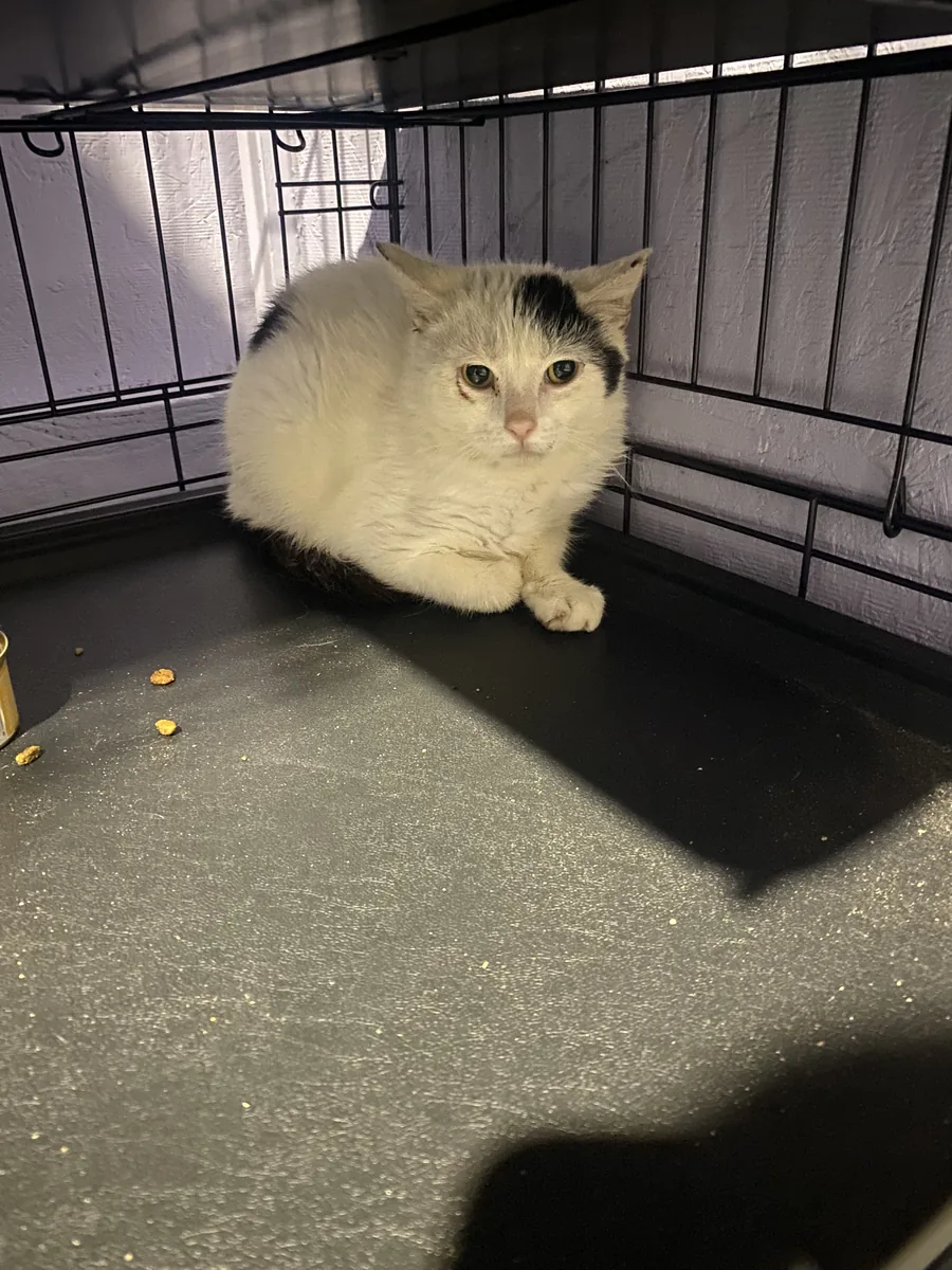 White cat with a black ear patch curled up in a crate