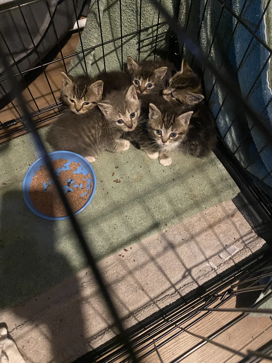 A litter of tabby kittens gathered around a food bowl in a crate