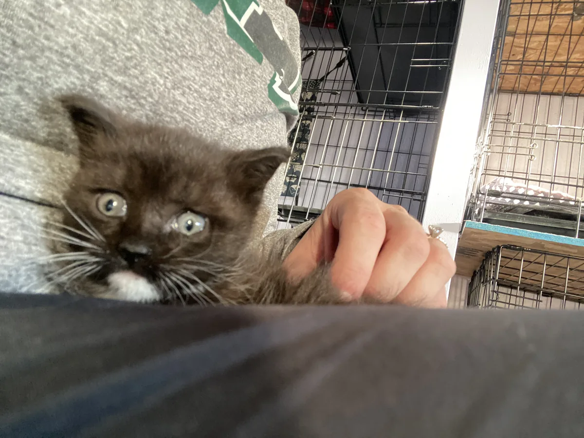 Fuzzy gray kitten being gently held beside the recovery crates
