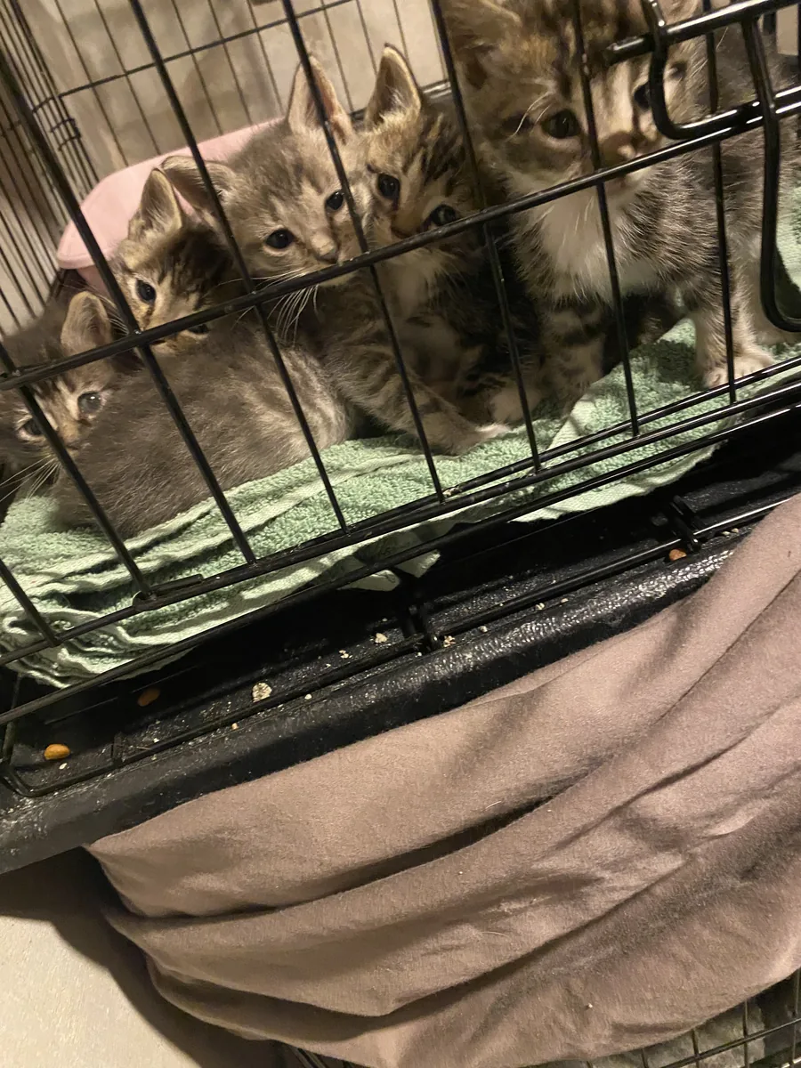 A row of tabby kittens peering out from inside a wire crate