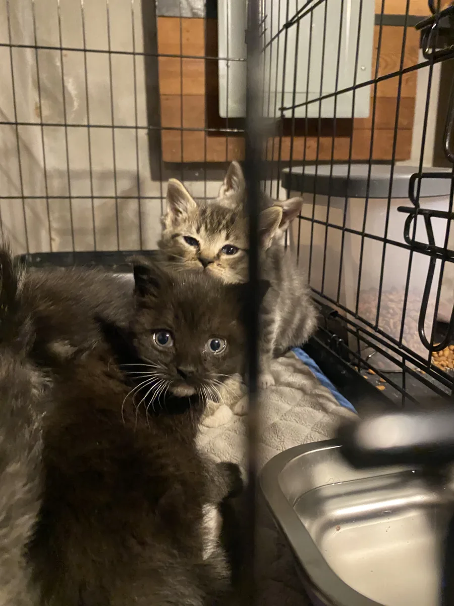 Two young kittens, one tabby and one dark, sheltering together in a crate