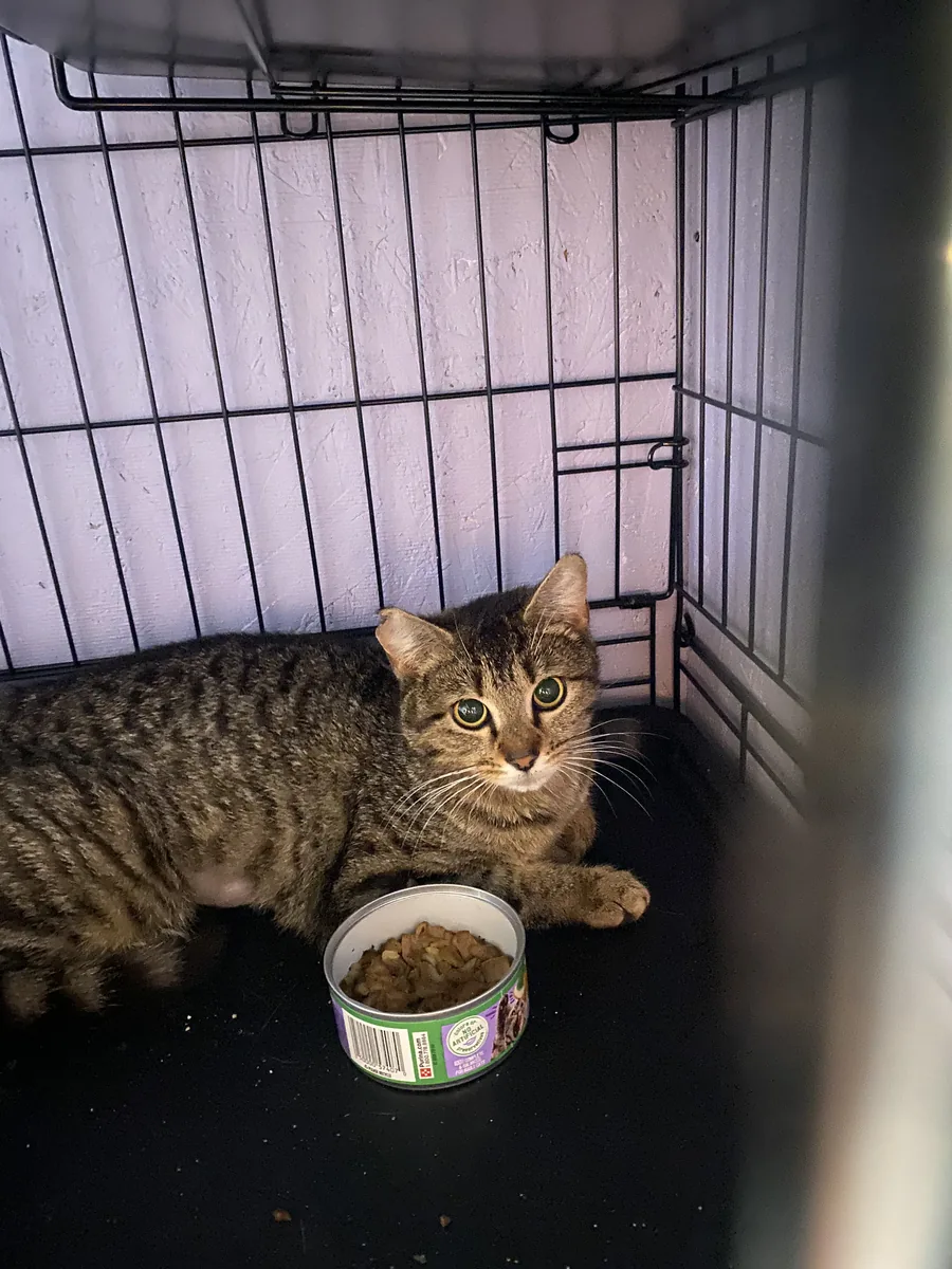 Brown tabby cat resting beside a dish of wet food in a crate