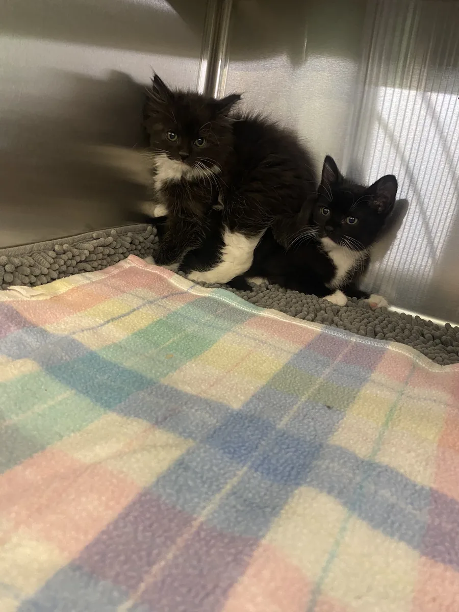 Two fluffy black-and-white kittens on a soft blanket in a shelter enclosure