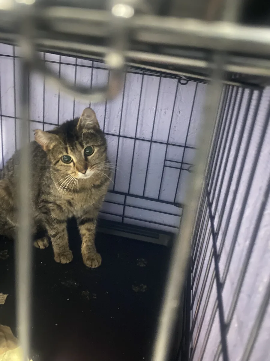 Brown tabby cat standing in a crate and looking up at the camera