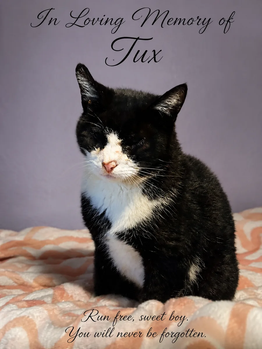 Tux, a black-and-white cat, in loving memory
