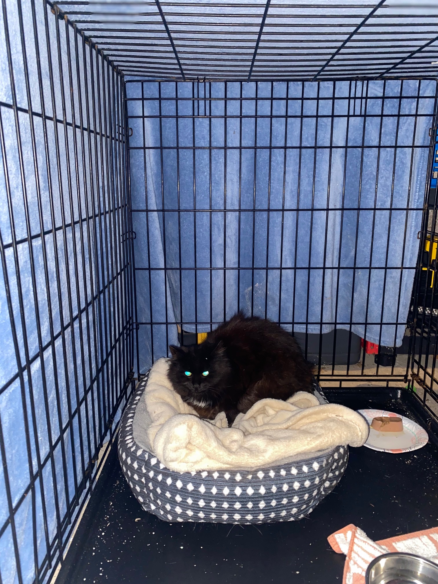 Community cat cared for by Joyful Paws & Happy Tails in Putnam, CT